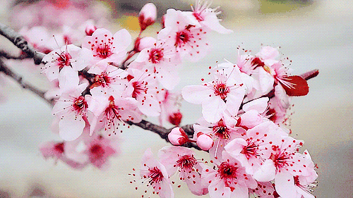 奉上好桃 花(huā)正芳華